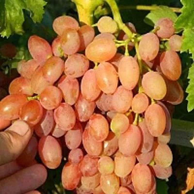 Виноград КИШМИШ ЛУЧИСТЫЙ  Виноград КИШМИШ ЛУЧИСТЫЙ в Краснодаре