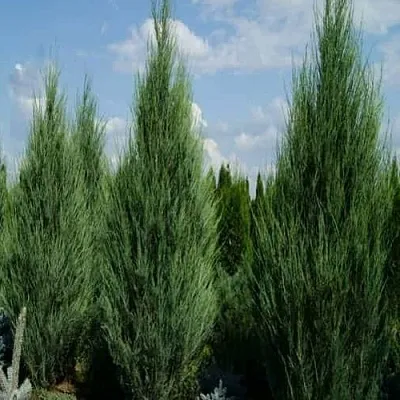 Можжевельник СКАЙРОКЕТ скальный  Можжевельник СКАЙРОКЕТ скальный в Краснодаре