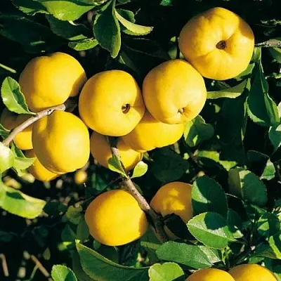 Айва ЦЕЗАРЬ в Краснодаре