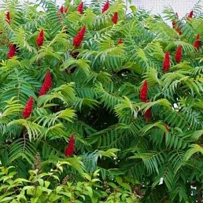 Сумах в Краснодаре