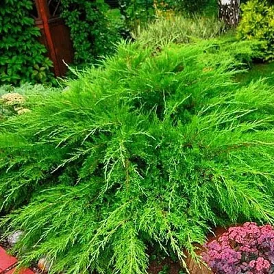 Можжевельник МИНТ ДЖУЛЕП средний  Можжевельник средний Mint Julep (МИНТ ДЖУЛЕП) в Краснодаре