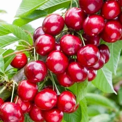 Вишня МАЛЮТКА колонновидная  Вишня МАЛЮТКА колонновидная в Краснодаре