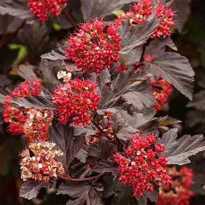 Пузыреплодник РЕД БАРОН  Пузыреплодник РЕД БАРОН в Краснодаре