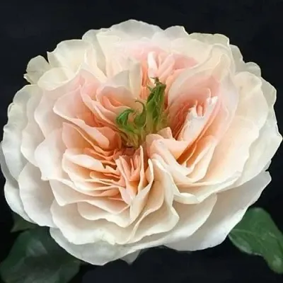 Саженцы роз ЧАРИТИ английская  Саженцы роз ЧАРИТИ английская в Краснодаре