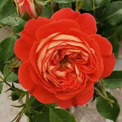 Саженцы роз СТАРЛЕТ РОУЗ КАРМЕН плетистая  Саженцы роз СТАРЛЕТ РОУЗ КАРМЕН плетистая в Краснодаре