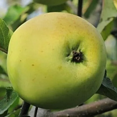 Яблоня РОССИЯНКА в Краснодаре