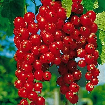 саженцы смородины саженцы смородины