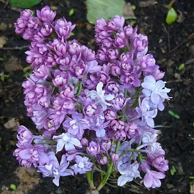 Сирень НАДЕЖДА  Сирень НАДЕЖДА в Краснодаре