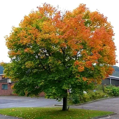 Клен остролистный  Клен остролистный в Краснодаре