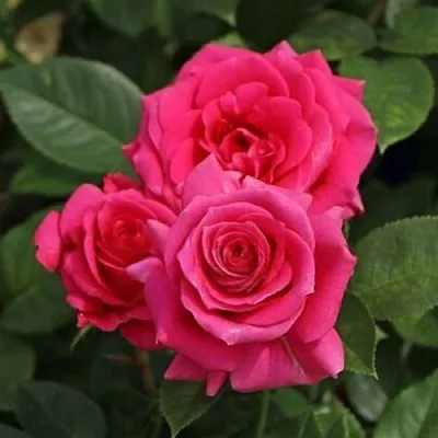 Саженцы роз ЛАВ ЛЕТТЕР флорибунда  Саженцы роз ЛАВ ЛЕТТЕР флорибунда в Краснодаре