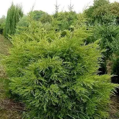Можжевельник КУРИВАО ГОЛД китайский  Можжевельник КУРИВАО ГОЛД китайский в Краснодаре