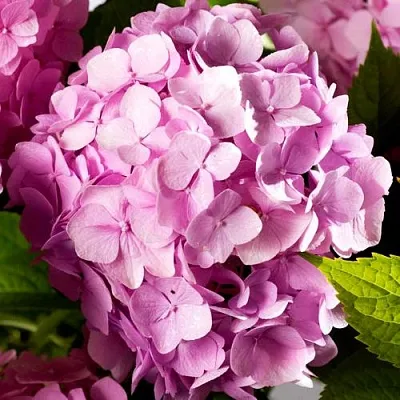 Гортензия БУКЕТ РОУЗ крупнолистная  Гортензия БУКЕТ РОУЗ крупнолистная в Краснодаре