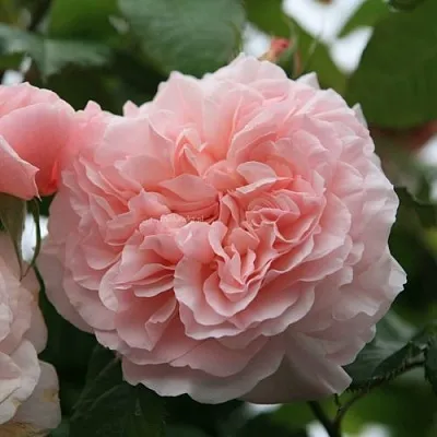 Саженцы роз РОЗ ДЕ ТОЛБИАК плетистая  Саженцы роз РОЗ ДЕ ТОЛБИАК плетистая в Краснодаре