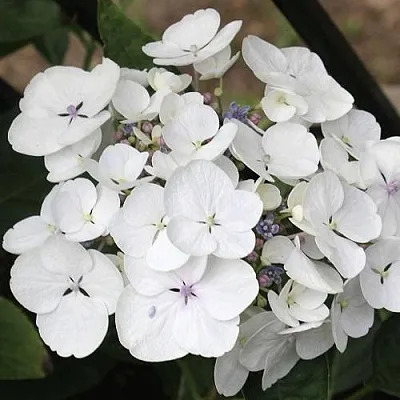 Гортензия ЛИБЕЛЛЕ крупнолистная  Гортензия ЛИБЕЛЛЕ крупнолистная в Краснодаре