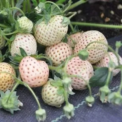 Клубника АНАНАСА ремонтантная в Краснодаре