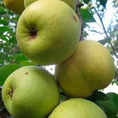 Груша РОГНЕДА в Краснодаре