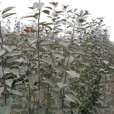 Подвой яблони 54-118 в Краснодаре