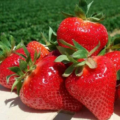 Клубника ДЖОЛИ  Клубника ДЖОЛИ в Краснодаре