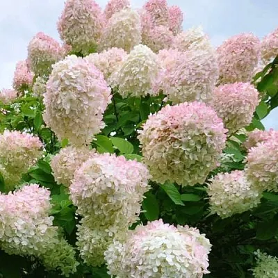 Гортензия ГРАНДИФЛОРА метельчатая  Гортензия ГРАНДИФЛОРА метельчатая в Краснодаре