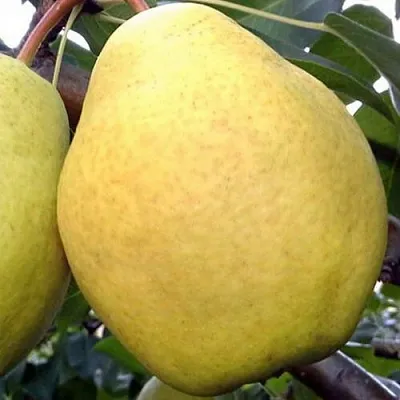 Груша ОСЕННИЙ ВЕЛИКАН в Краснодаре