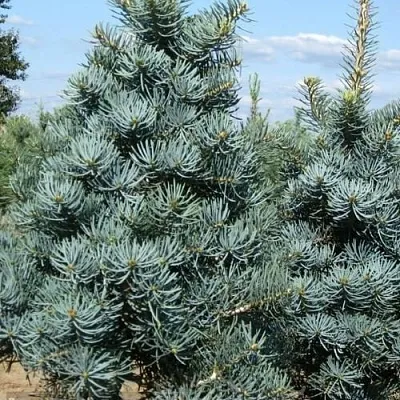 Пихта КОНКОЛОР в Краснодаре
