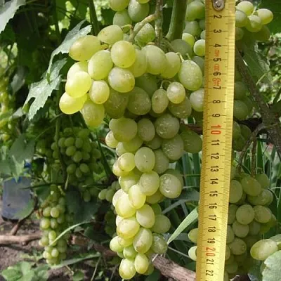 Виноград АНАНАСНЫЙ РАННИЙ  Виноград АНАНАСНЫЙ РАННИЙ в Краснодаре