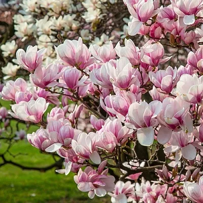 Магнолия в Краснодаре
