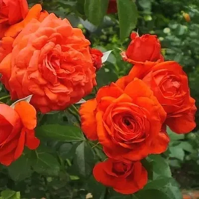 Саженцы роз МАЙНТАУЭР плетистая  Саженцы роз МАЙНТАУЭР плетистая в Краснодаре