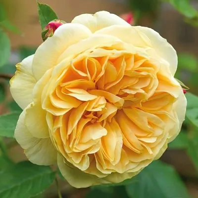 Саженцы роз ТИЗИНГ ДЖОРДЖИЯ английская  Саженцы роз ТИЗИНГ ДЖОРДЖИЯ английская в Краснодаре