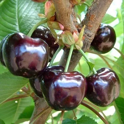 Черешня МУСКАТНАЯ в Краснодаре