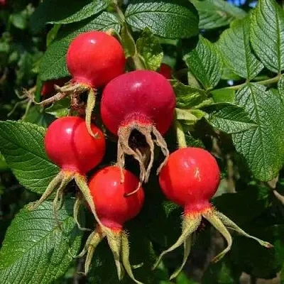 Шиповник ВИТАМИННЫЙ ВНИВИ в Краснодаре