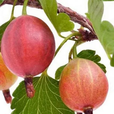 Крыжовник ЯРКИЙ в Краснодаре