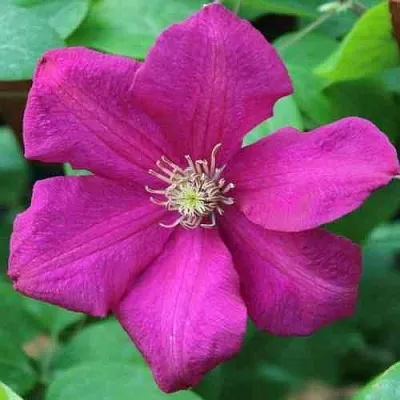 Клематис ЭРНЕСТ МАРКХАМ  Клематис ЭРНЕСТ МАРКХАМ в Краснодаре