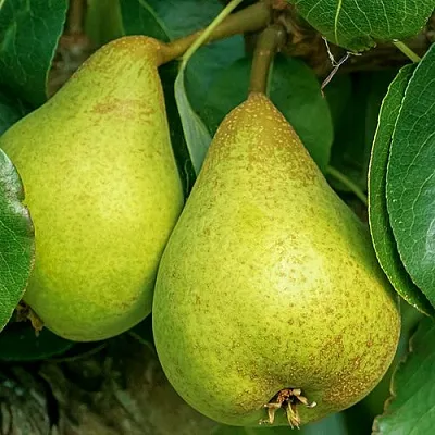 Груша Г-6 колонновидная  Груша Г-6 колонновидная в Краснодаре