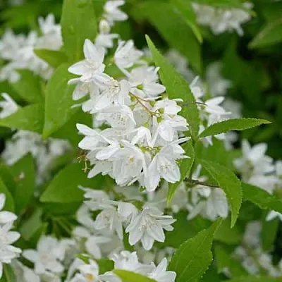 Дейция шершавая  Дейция шершавая в Краснодаре