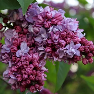 Сирень П.П.КОНЧАЛОВСКИЙ  Сирень П.П.КОНЧАЛОВСКИЙ в Краснодаре