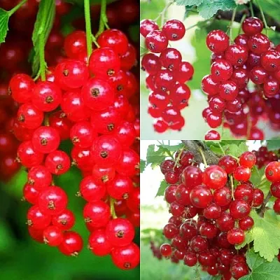 Комплект КРАСНЫЙ УРОЖАЙ в Краснодаре