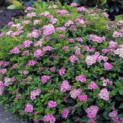 Спирея ЛИТЛ ПРИНЦЕСС японская  Спирея ЛИТЛ ПРИНЦЕСС японская в Краснодаре