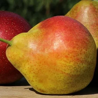 Груша ТАТЬЯНА в Краснодаре