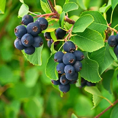 Ирга КОЛОСИСТАЯ  Ирга КОЛОСИСТАЯ в Краснодаре