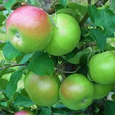 Яблоня НАВАВИТА в Краснодаре