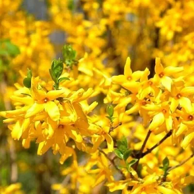 Форзиция в Краснодаре