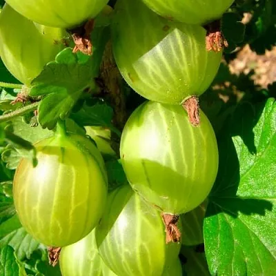 Крыжовник МАЛАХИТ в Краснодаре