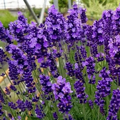 Лаванда ХИДКОТ БЛЮ узколистная в Краснодаре