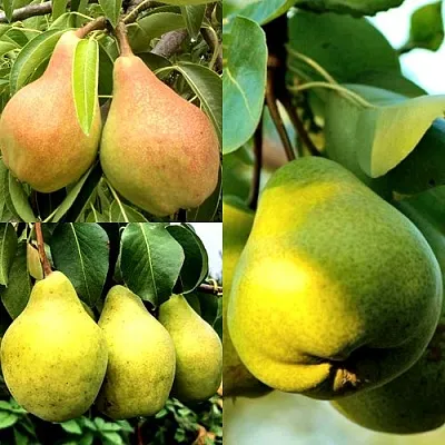 Комплект НАСТОЯЩИЙ ВОСТОРГ в Краснодаре