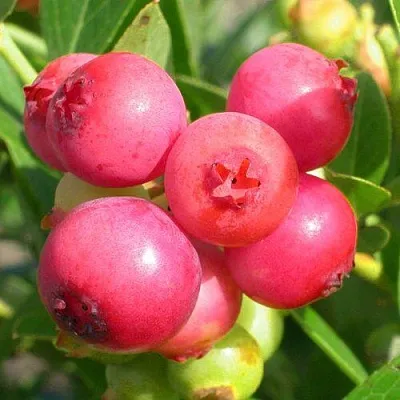 Голубика ПИНК ЛИМОНАД  Голубика ПИНК ЛИМОНАД в Краснодаре