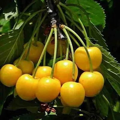 Черешня ЧЕРМАШНАЯ в Краснодаре