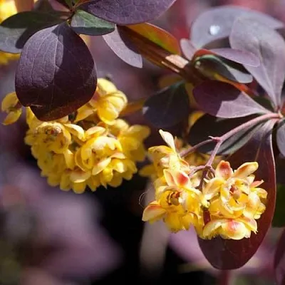 Барбарис в Краснодаре