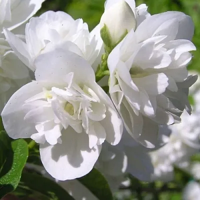 Жасмин ЖИРАНДОЛЬ  Жасмин ЖИРАНДОЛЬ в Краснодаре