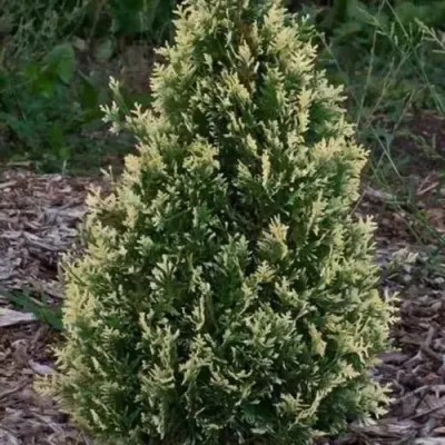 Туя БРАБАНТ ВАРИЕГАТТА западная — описание сорта Туя БРАБАНТ ВАРИЕГАТТА западная в Краснодаре